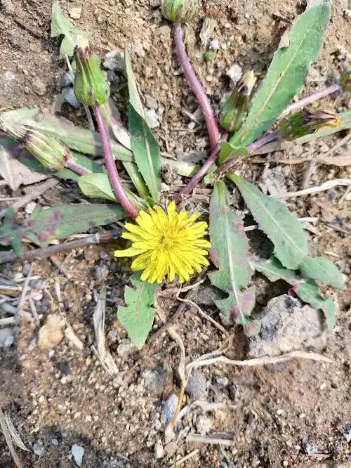 野生蒲公英的样子和功效你知道吗