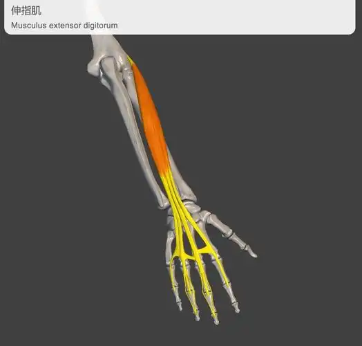 由3组手指伸肌群决定 3组伸肌群, 决定了手指的 抬指,离键能力, 飞人