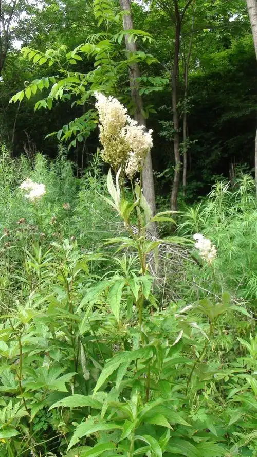 蚊子草:日月峡国家森林公园