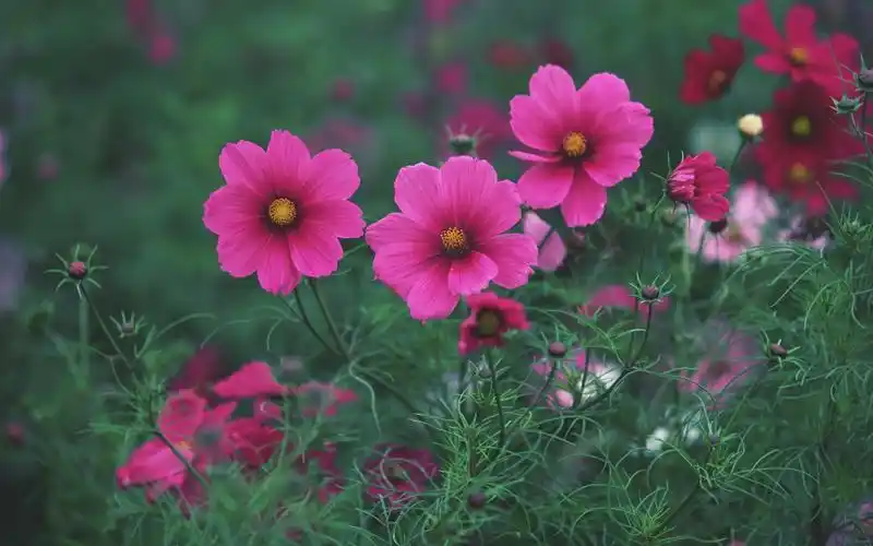 盛放的花朵高清宽屏壁纸2560x1600壁纸图片