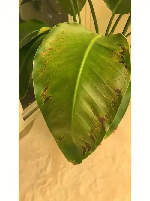 天堂鸟虫害是红蜘蛛吗