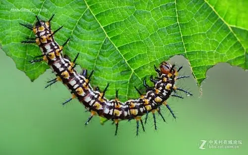苎麻珍蝶幼虫