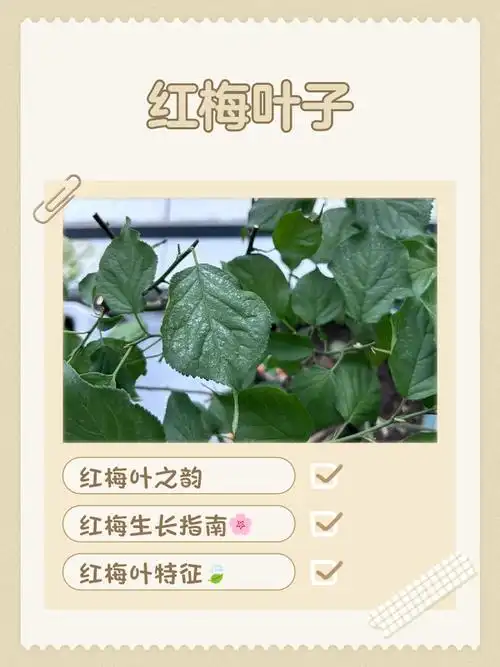 红梅叶子赏析与养护