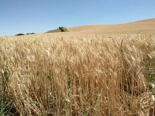 金黄的麦田,麦子成熟了,金灿灿的.