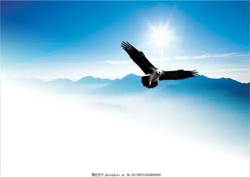 一只鹰(图片来源网络)