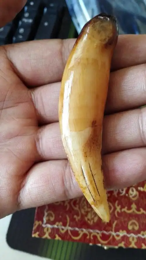 这是孟加拉虎,虎牙么?