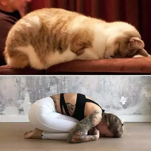 脑洞大开模仿动物练瑜伽搞笑集