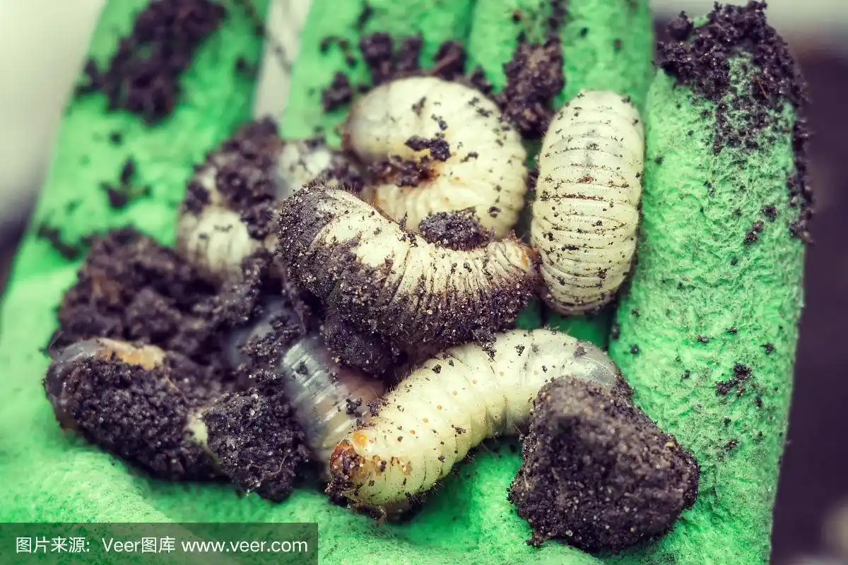 白色的蠕虫是幼虫特写