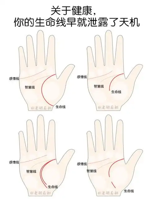 关于生命线的详细图解