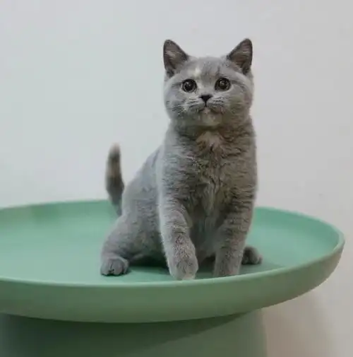 英短蓝乳妹妹牛哞哞