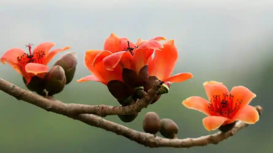 三月木棉花花开花谢,完美落幕(总结篇)