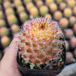 红娜丸仙人球稀有红彤彤球球美观好养家庭防辐射小盆栽_阿里巴巴找货