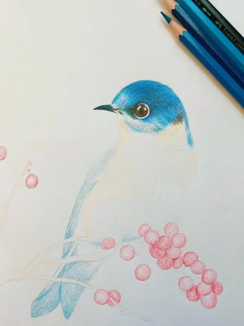 彩铅画 步骤图 鸟 花鸟画 手绘过程