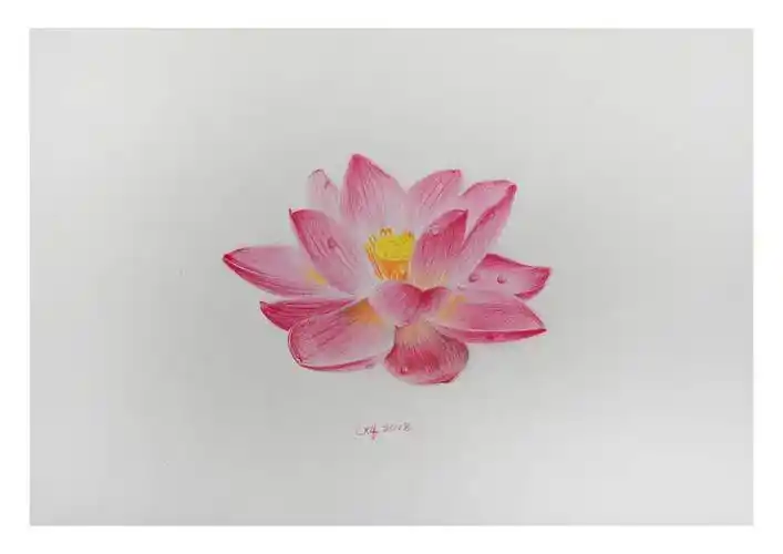 陈晓青《荷花》素描