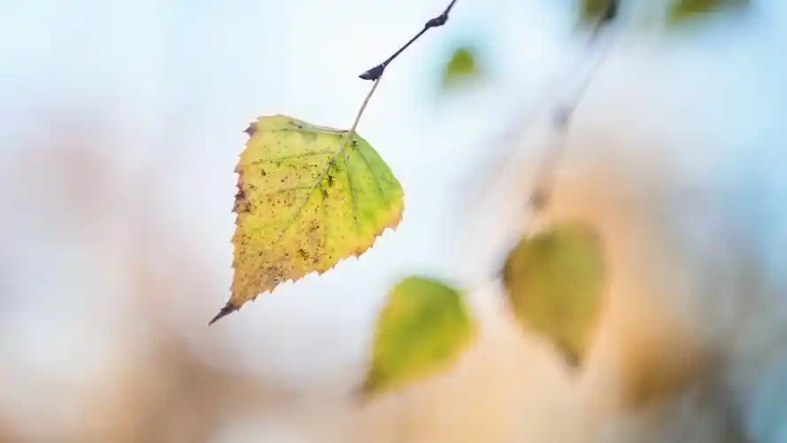秋天,散景 壁纸 一片叶子,秋天,散景 桌布 - 1920x1080 全高清 当前