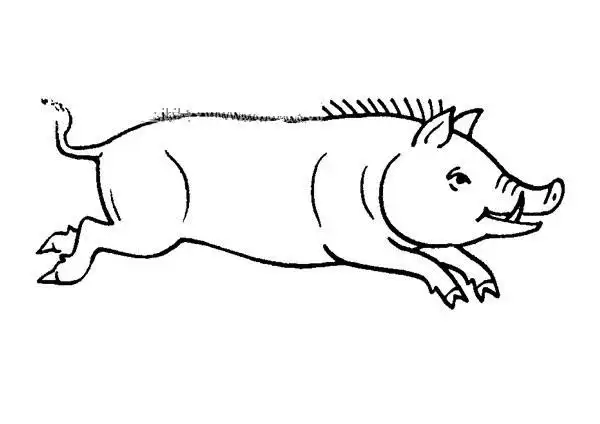野猪简笔画图片