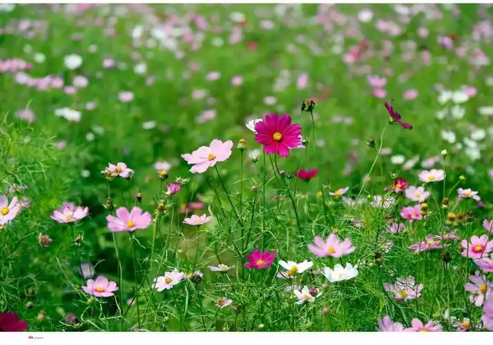木兰草原上的格桑花