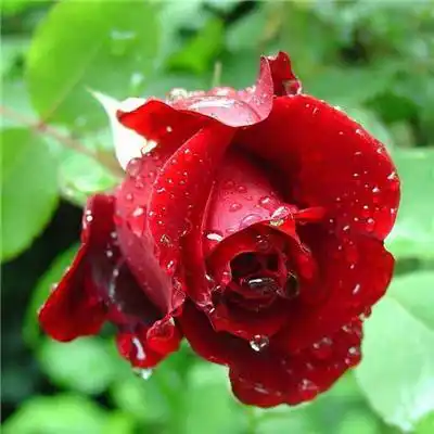 专属微信最吉利的好看头像 旺运头像图片年花草