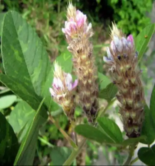 其特点是花序总状顶生,花朵排列紧密,苞片密生灰色毛,看起来像狐狸