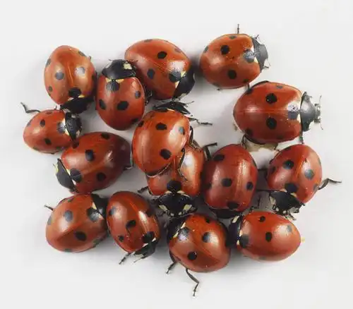 无人,横图,俯视,室内,白天,白色背景,瓢虫,一堆,一群,许多,阴影,堆叠