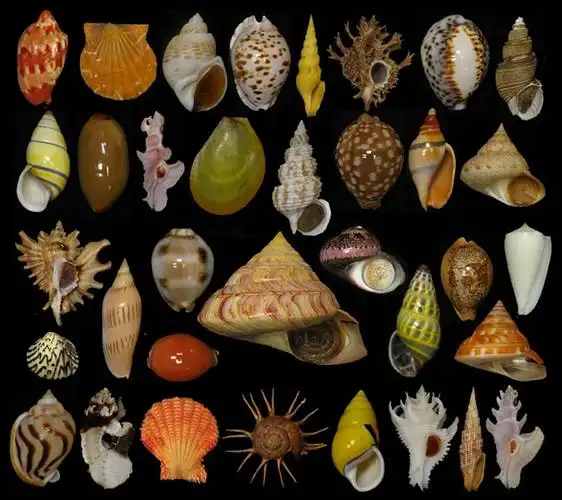 > 豆豆的海洋贝壳,贝类展示(不断增加中 . . . . . . )