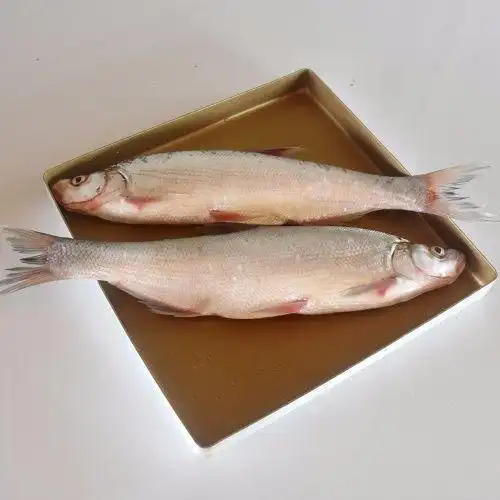 新鲜现杀净膛淡水大白刁白丝鱼白条鱼餐鱼翘嘴鱼现杀去肠佑达嘉怡新鲜