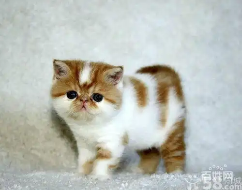 双证中俄混血加菲猫求包养