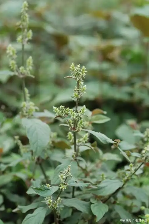 牛膝种植时间和方法