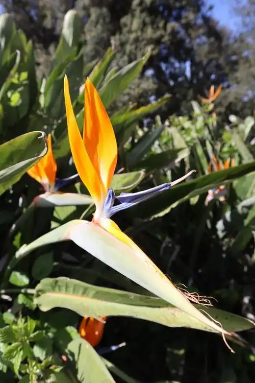 天堂鸟花的养殖方法与注意事项