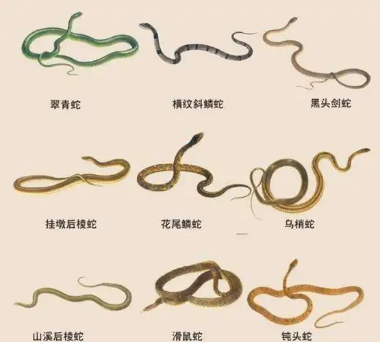 无毒的菜花蛇却被称为百蛇之王原因何在有毒的蛇还怕它