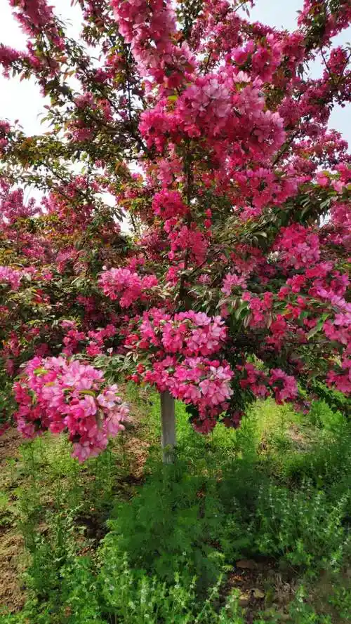 盛开的北美海棠