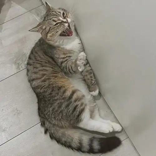 咬人的小猫咪还能要吗