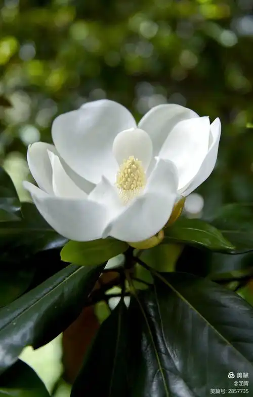 幽幽暗香 广玉兰花