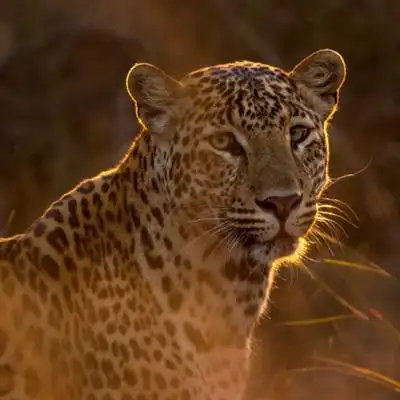 金钱豹霸气头像图片