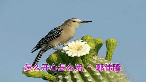 新歌!一曲《怎么开心怎么活》有钱没钱都听听!