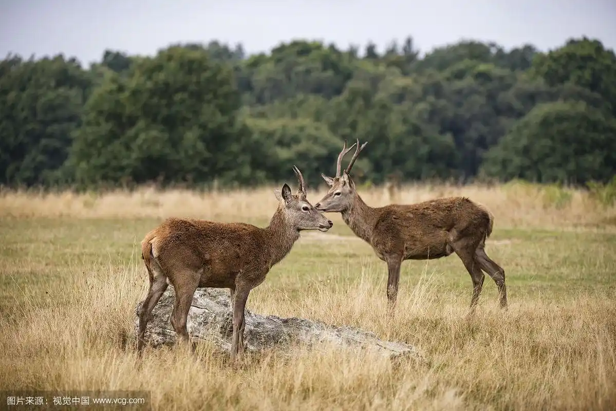 幼小的马鹿在森林景观在发情季节秋季