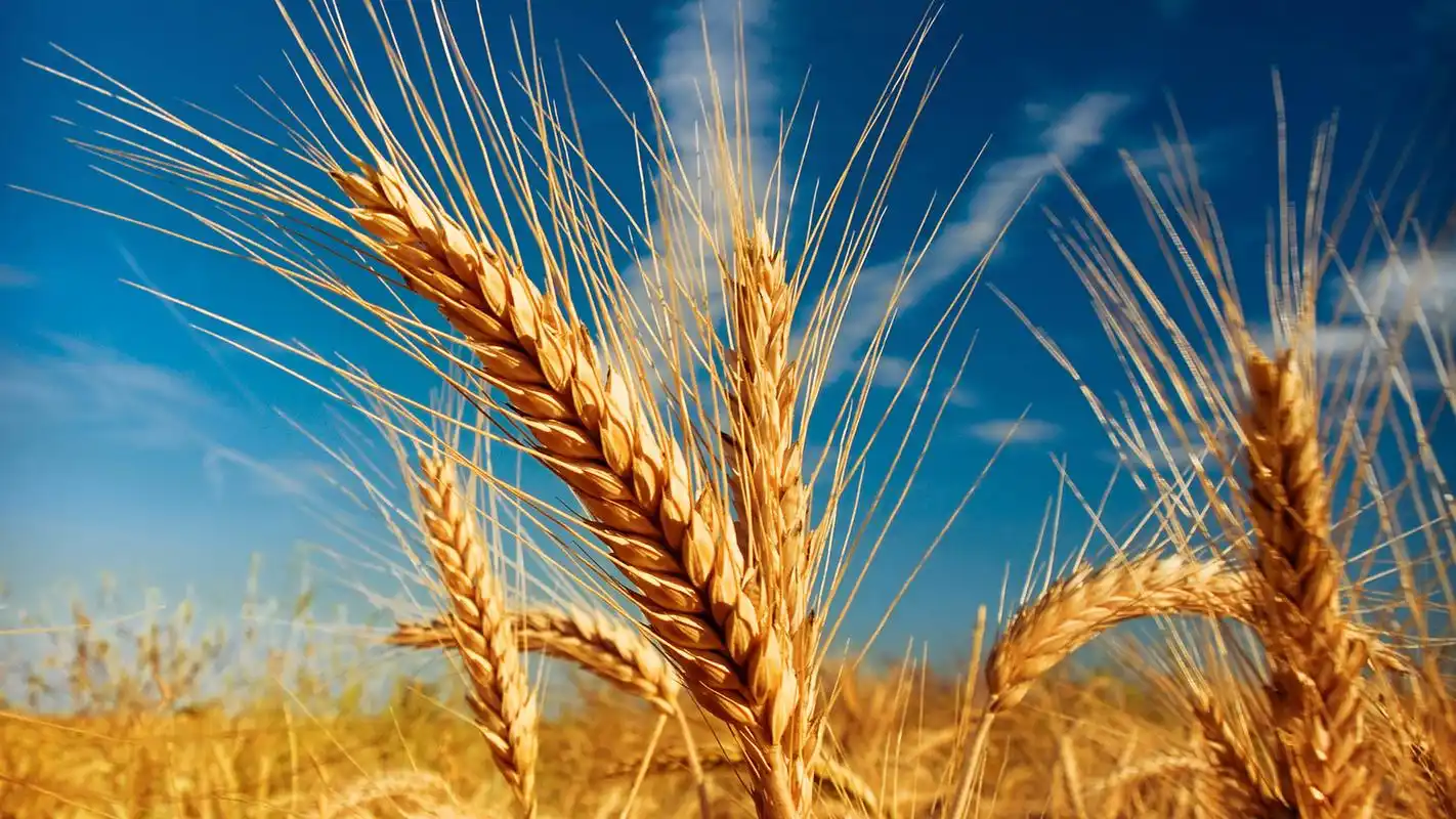 北岸之声-声友社学员 同题诗歌展播——《过程》-林白