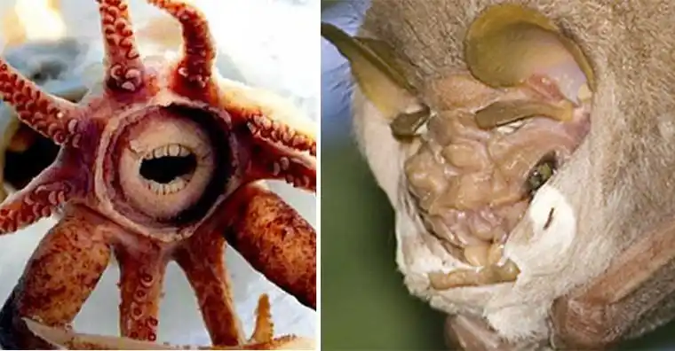 15种看超过3秒就会害你做恶梦的「恐怖奇异生物」.