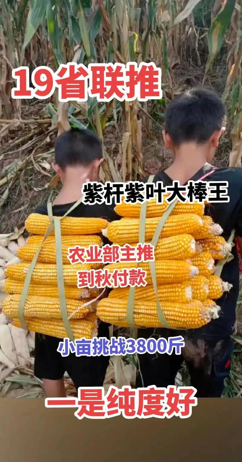 高产玉米种子 #紫杆紫叶抗倒王 #今日三农爆款 #感谢兄弟 - 抖音