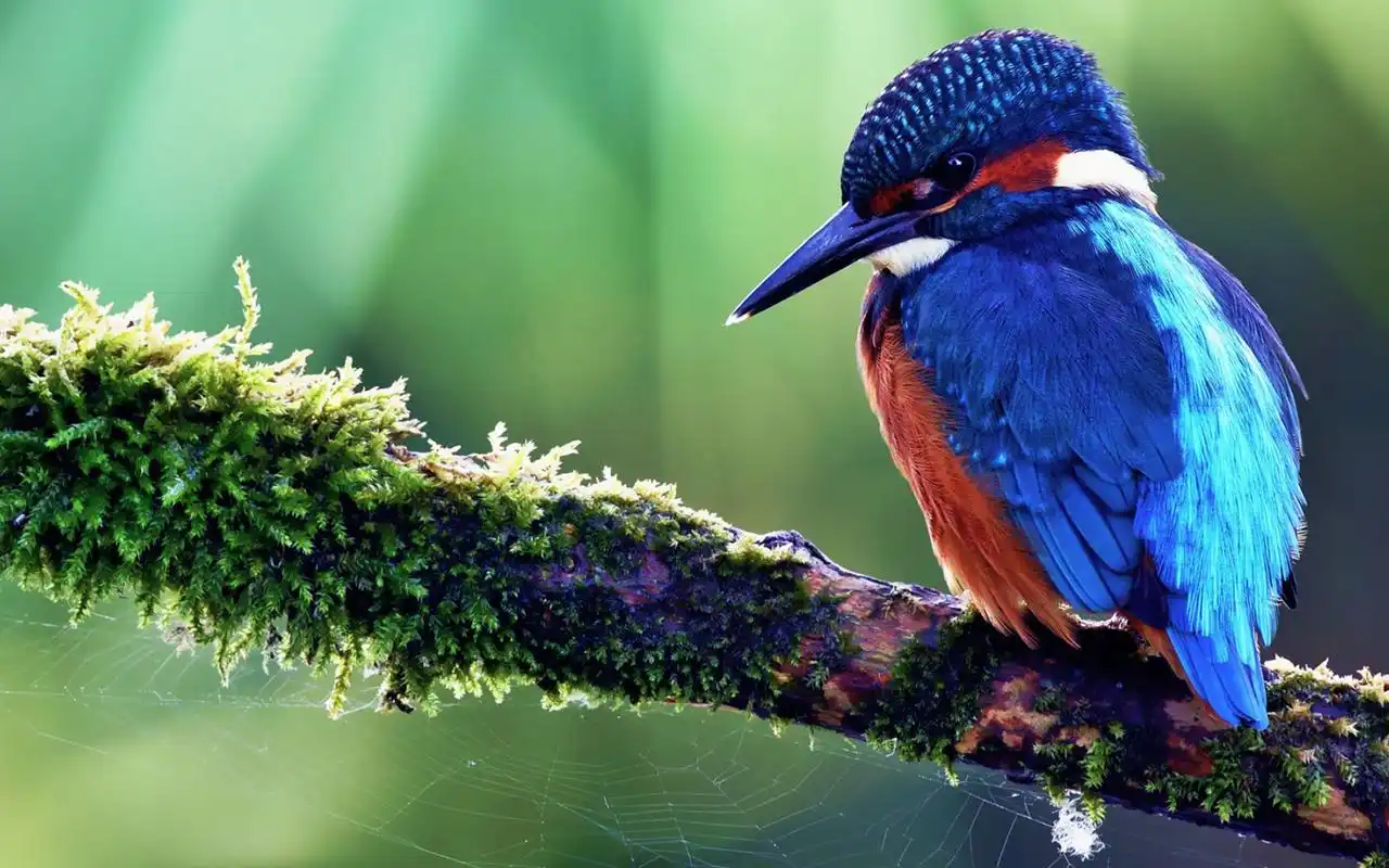 大自然动物小清新摄影图片桌面壁纸