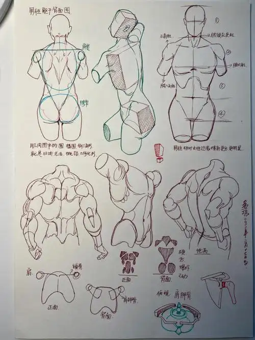 人体动态  #零基础学画画  #速写  #速写基础  #人体黄金比例