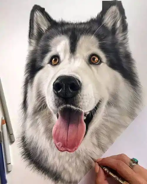 萌死人不偿命的彩铅小动物,这些画让人心软软!_版权