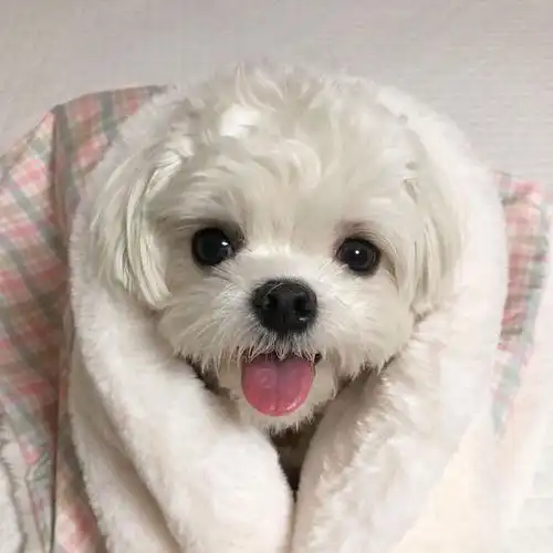 发射一波可爱能量#遇见美好##宠物卖萌中心