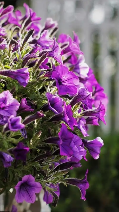 紫色矮牵牛花盛开