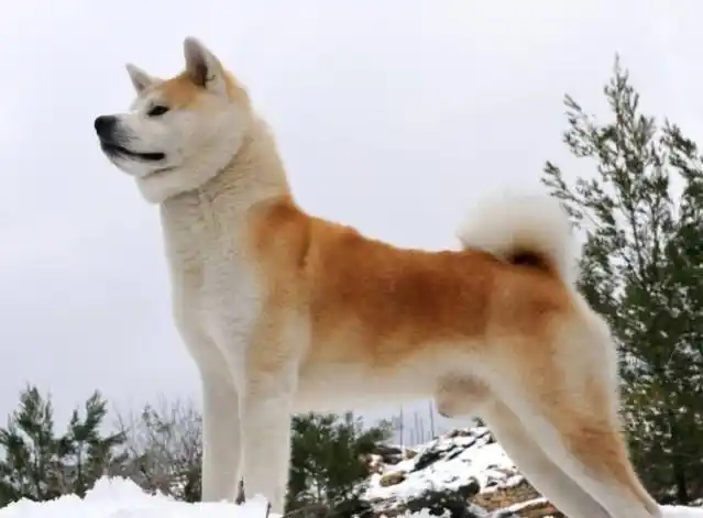 北海道犬怎么判断生病了