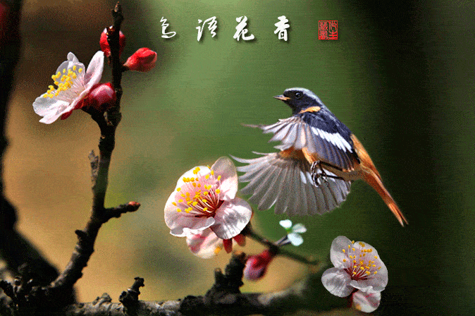 每日音乐:鸟语花香