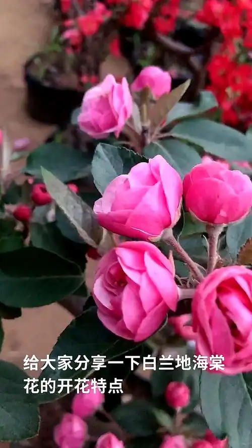 白兰地海棠花,带香味的一款海棠,春天也是海棠爆款之一