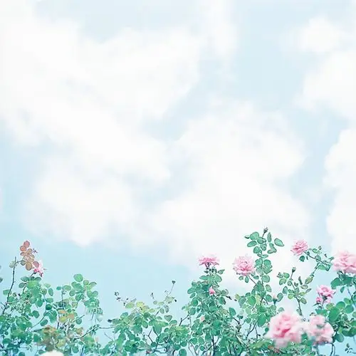 我们有过的美好回忆 鲜花唯美图片