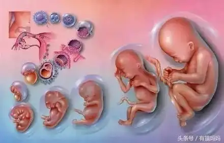 欢喜!四个月胎儿图"孕妈必备"-第2张图片-维陆网