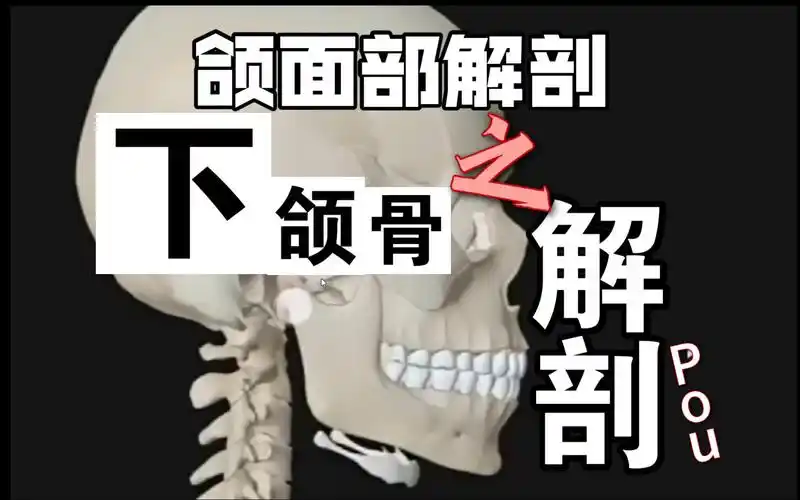 【口腔解剖】颌面骨之下颌骨解剖